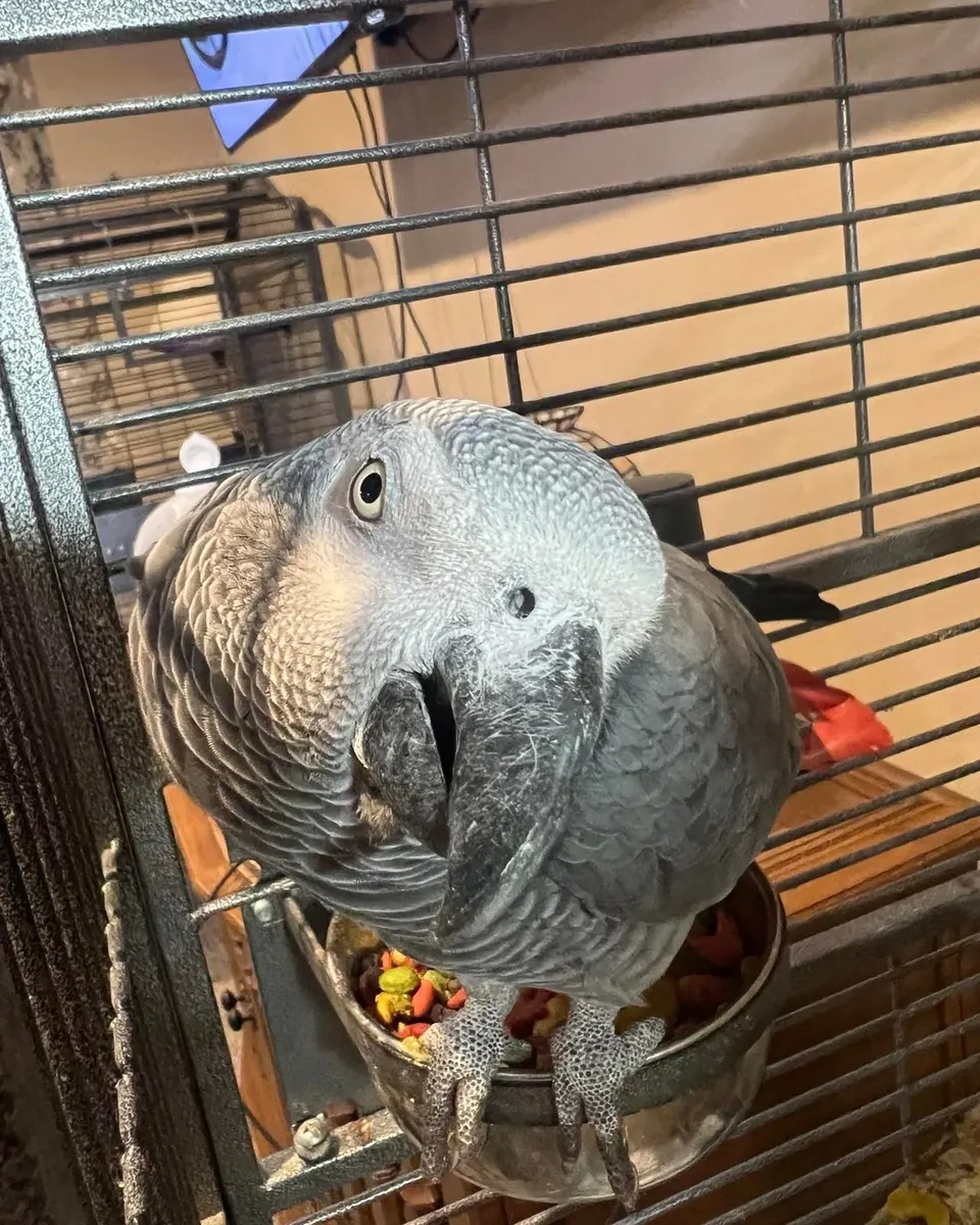 I'm Looking for a Loving Home for My African Grey Parrot