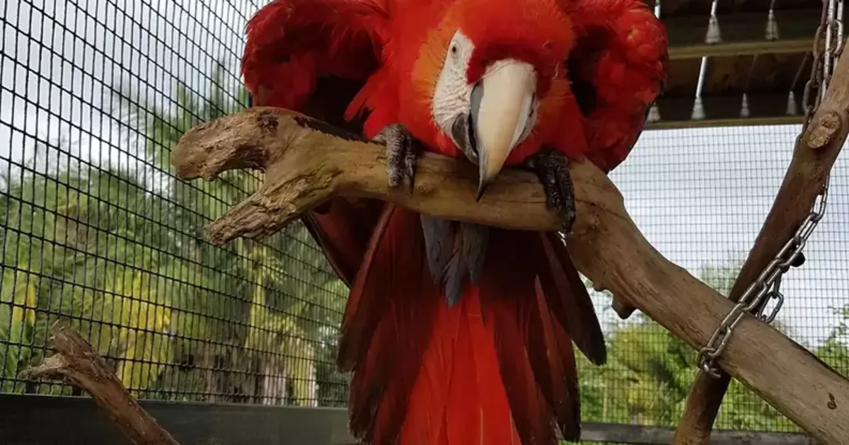 Experienced and Loving Owner Wanted for Scarlet Macaw