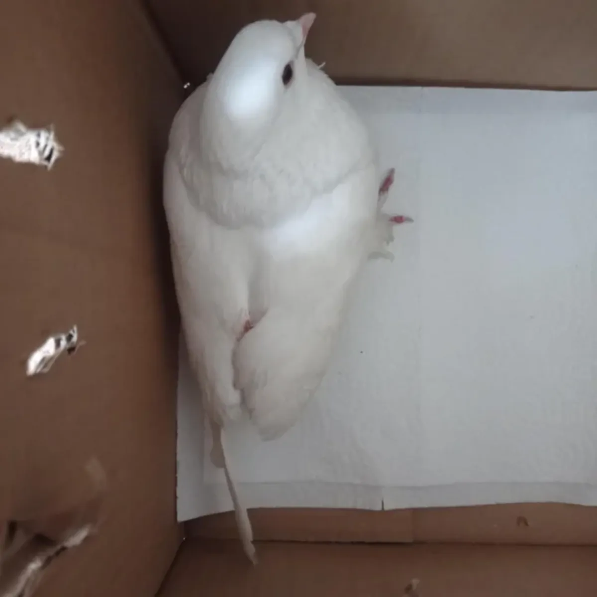 Looking for a Compatible Male Pigeon for a Quality Female Izmir Pigeon