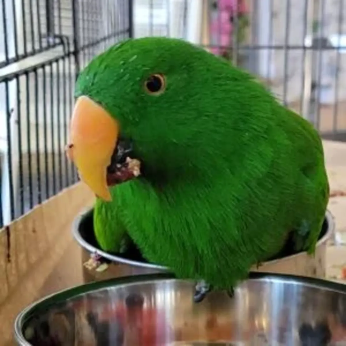 I'm Looking for a Real Family for My Energetic and Docile Amazon Parrot