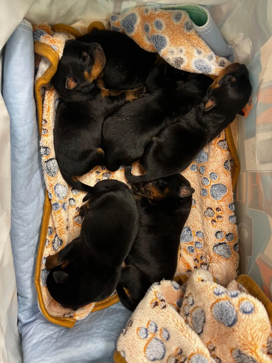 We offer free adoption of Rottweiler puppies