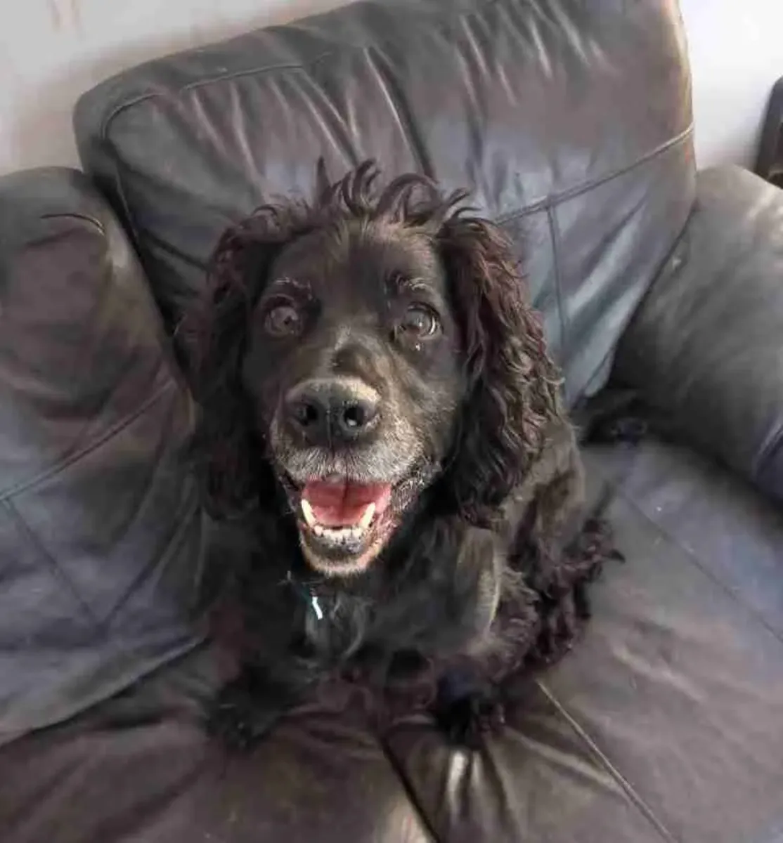 Cocker Spaniel 3 years old, suitable for mating