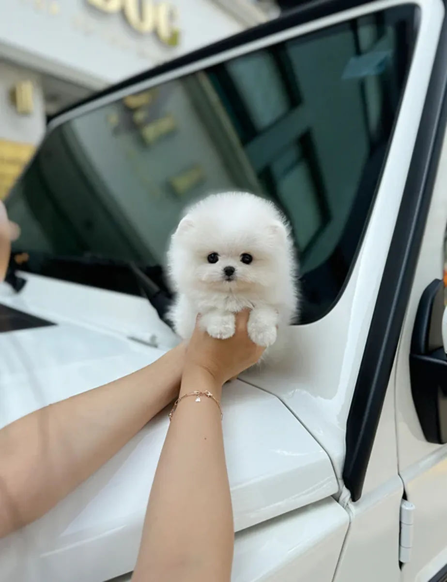The most beautiful Pomeranian puppy in the world