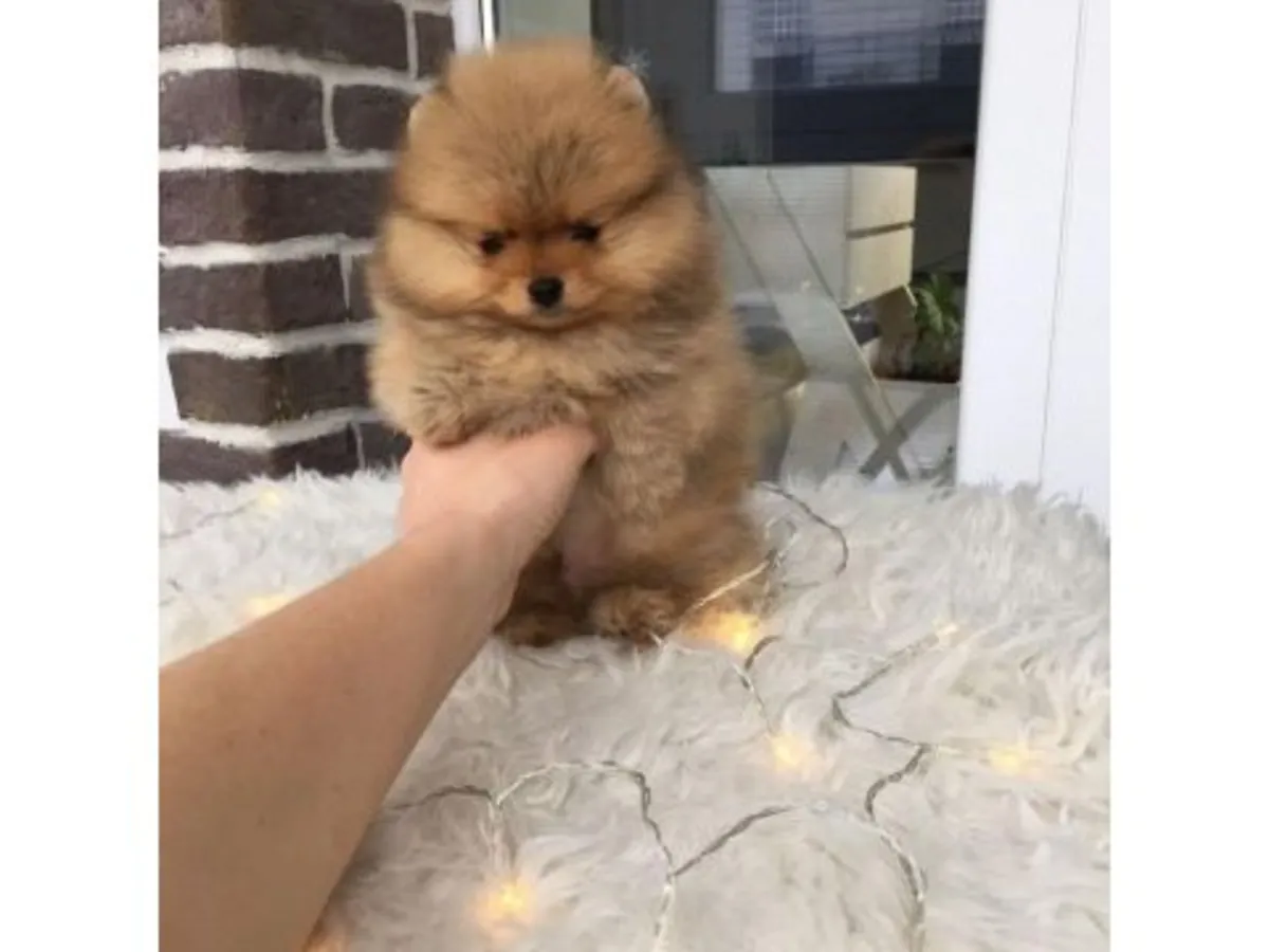 Evde büyütülmüş, çok tüylü erkek Pomeranya yavrusu.