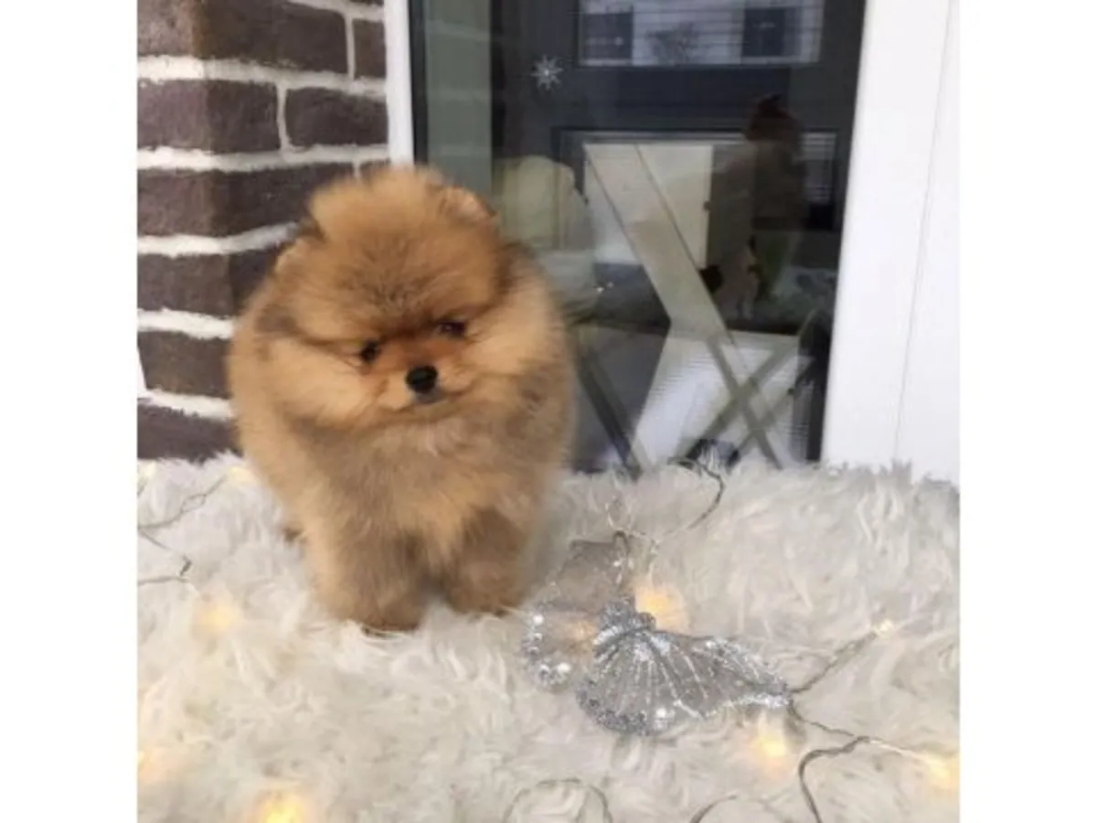 Evde büyütülmüş, çok tüylü erkek Pomeranya yavrusu.