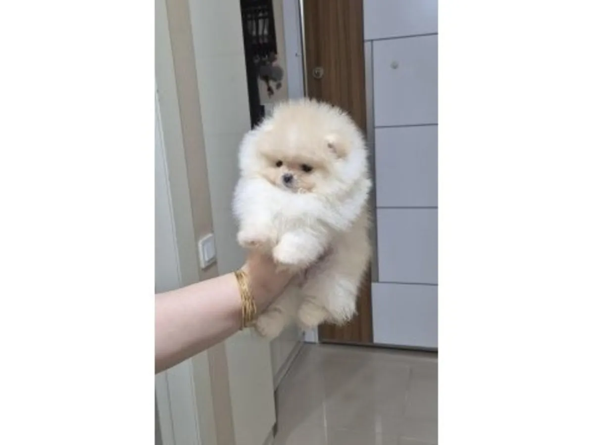 Çok tatlı ve sakin, krem rengi dişi Pomeranya köpeği.