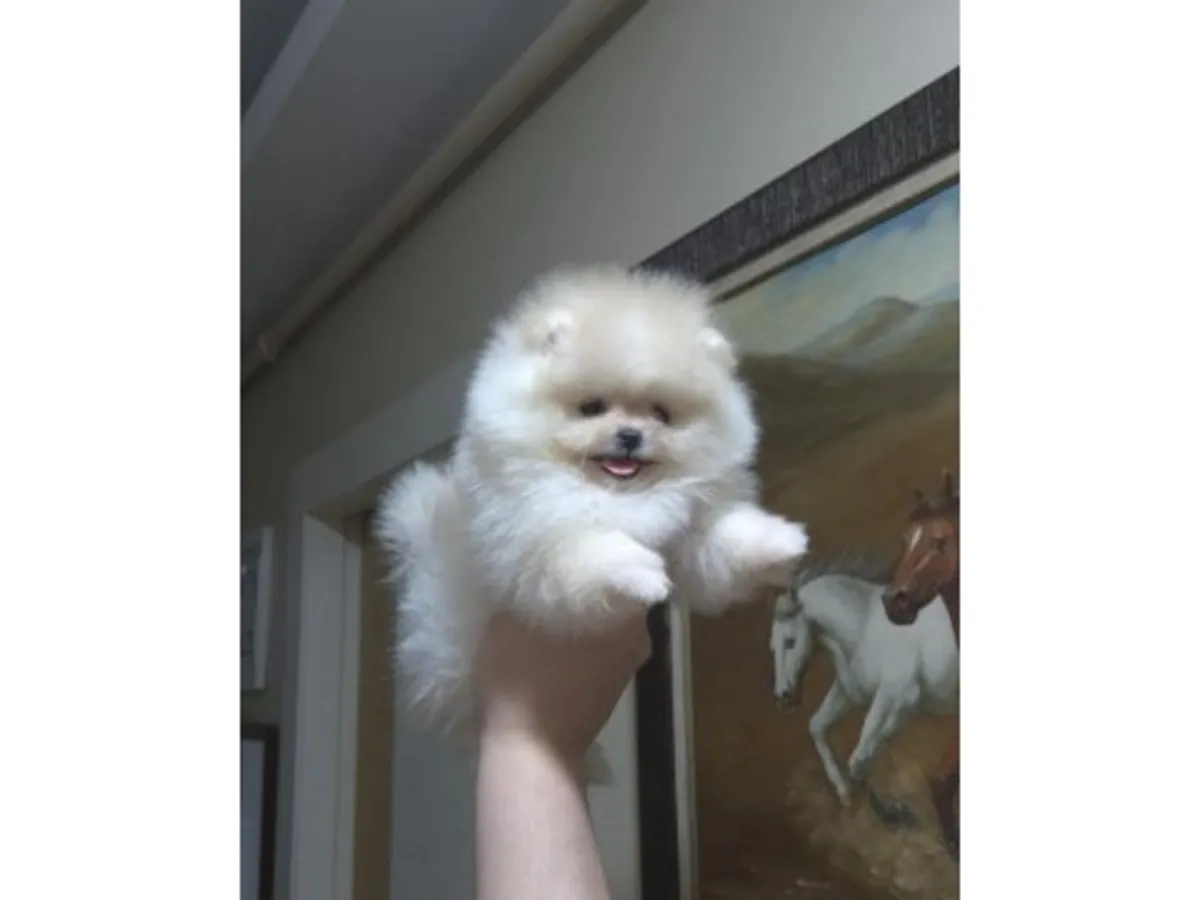 Çok tatlı ve sakin, krem rengi dişi Pomeranya köpeği.