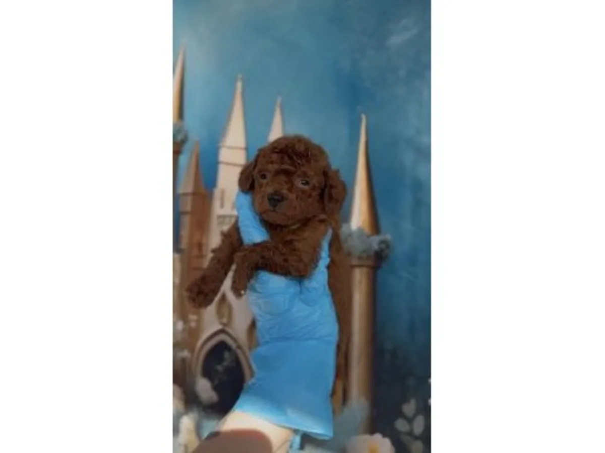 Çok zeki ve dikkatli erkek kırmızı Oyuncak Kaniş