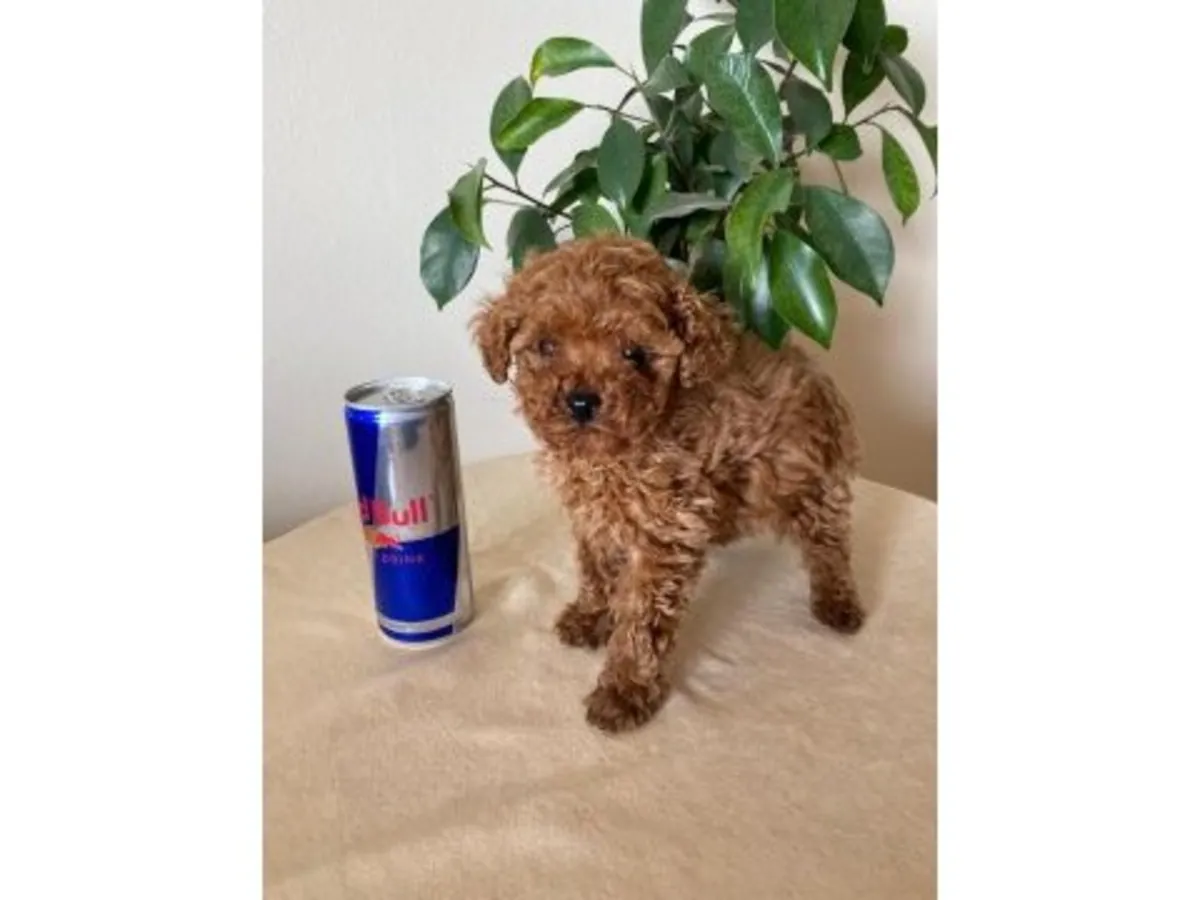 Kayısı rengi dişi oyuncak kaniş, çok sosyal ve sevecen.