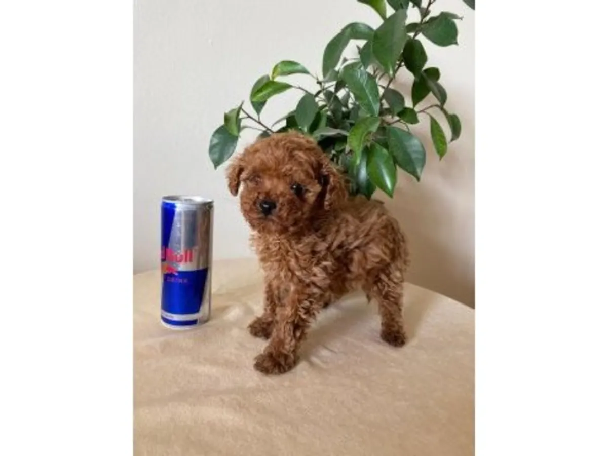 Kayısı rengi dişi oyuncak kaniş, çok sosyal ve sevecen.