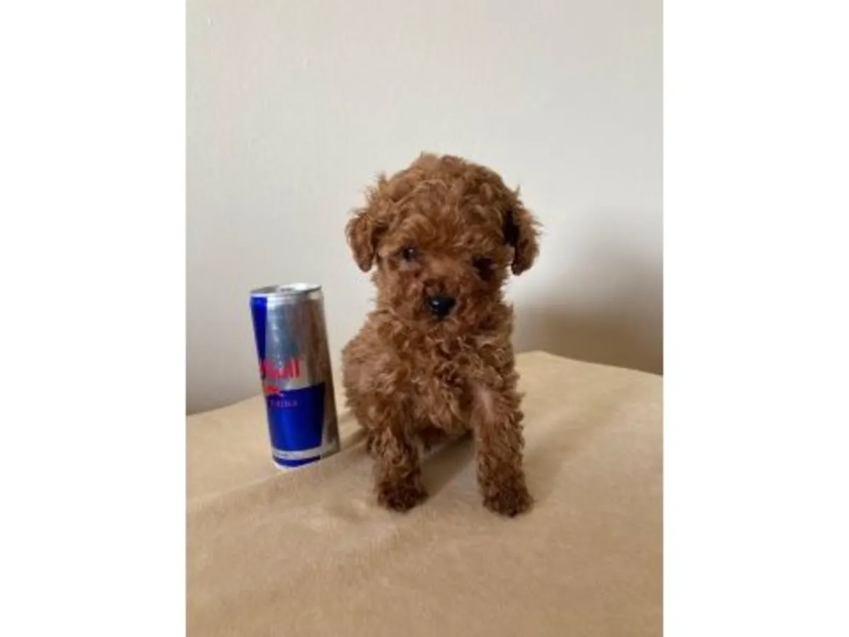 Kayısı rengi dişi oyuncak kaniş, çok sosyal ve sevecen.