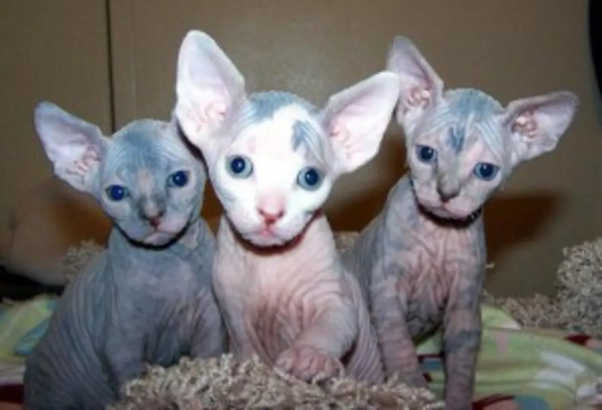 Adorables chatons Sphynx. Contactez-nous par WhatsApp pour plus d'informations : +27848239748
