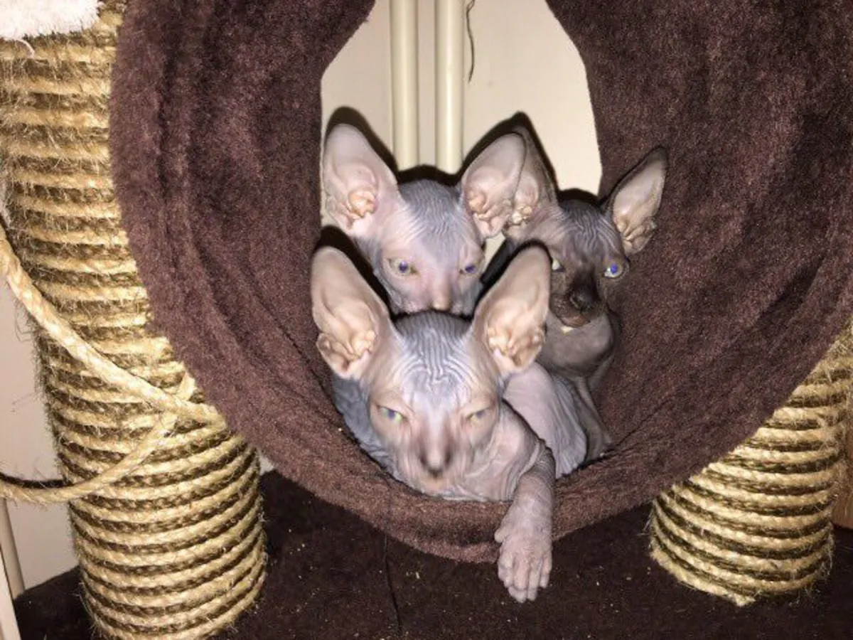 Adorables chatons Sphynx. Contactez-nous par WhatsApp pour plus d'informations : +27848239748