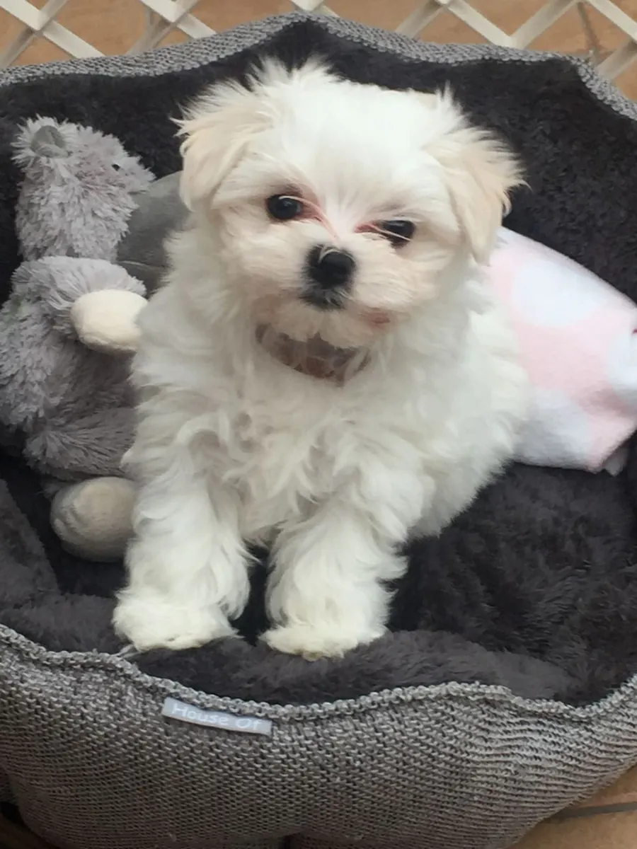 Two Top Class Maltese Puppies Available. whatsapp us for details:+27848239748
