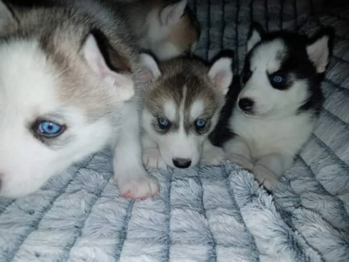 Adorables chiots Husky de Sibérie. Contactez-nous par WhatsApp pour plus d'informations : +27848239748