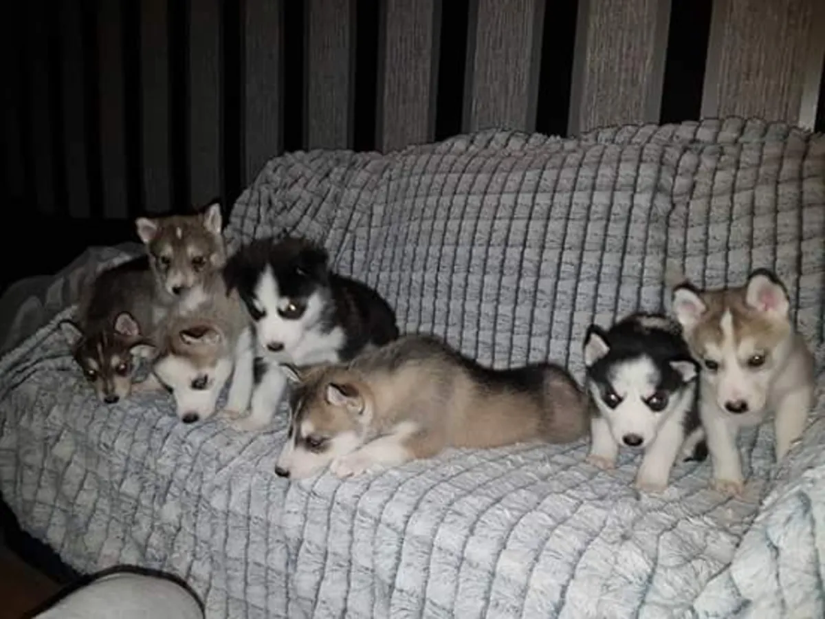 Adorables chiots Husky de Sibérie. Contactez-nous par WhatsApp pour plus d'informations : +27848239748