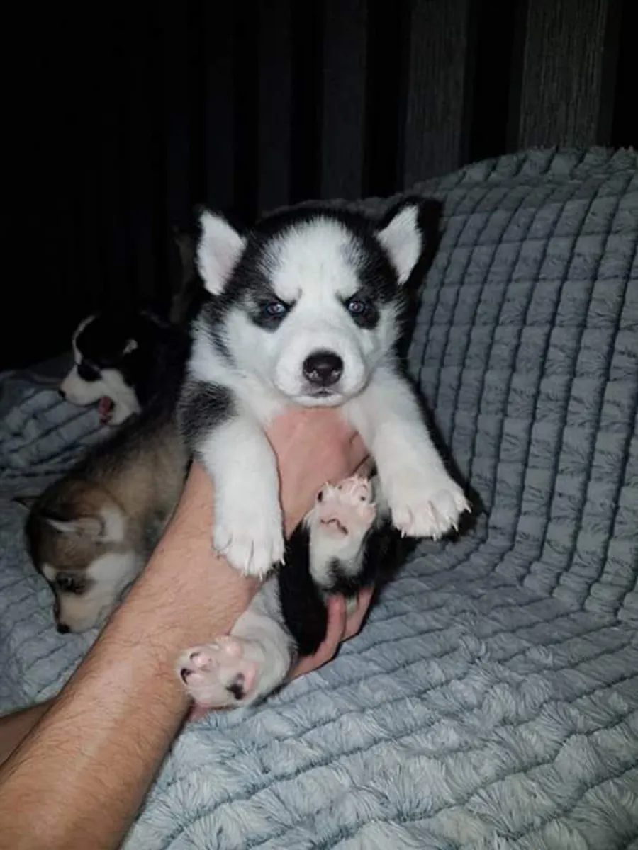 Adorables chiots Husky de Sibérie. Contactez-nous par WhatsApp pour plus d'informations : +27848239748