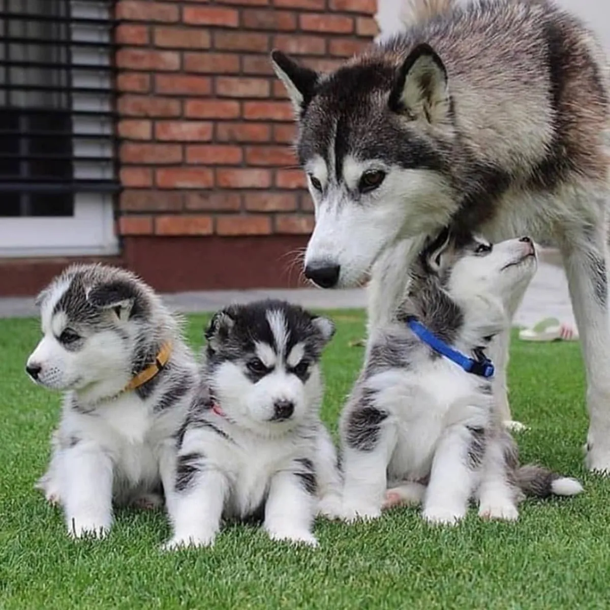 Adorables chiots Husky de Sibérie. Contactez-nous par WhatsApp pour plus d'informations : +27848239748
