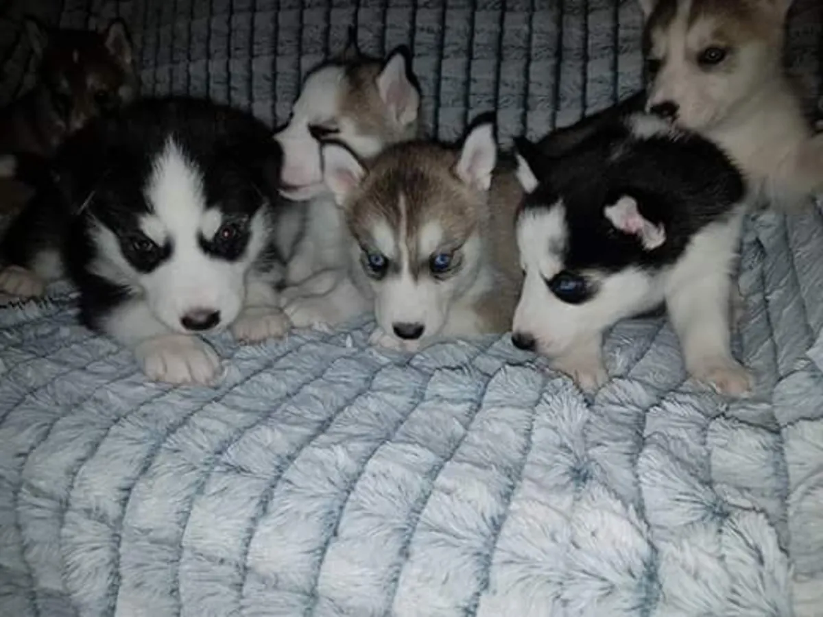 Adorables chiots Husky de Sibérie. Contactez-nous par WhatsApp pour plus d'informations : +27848239748