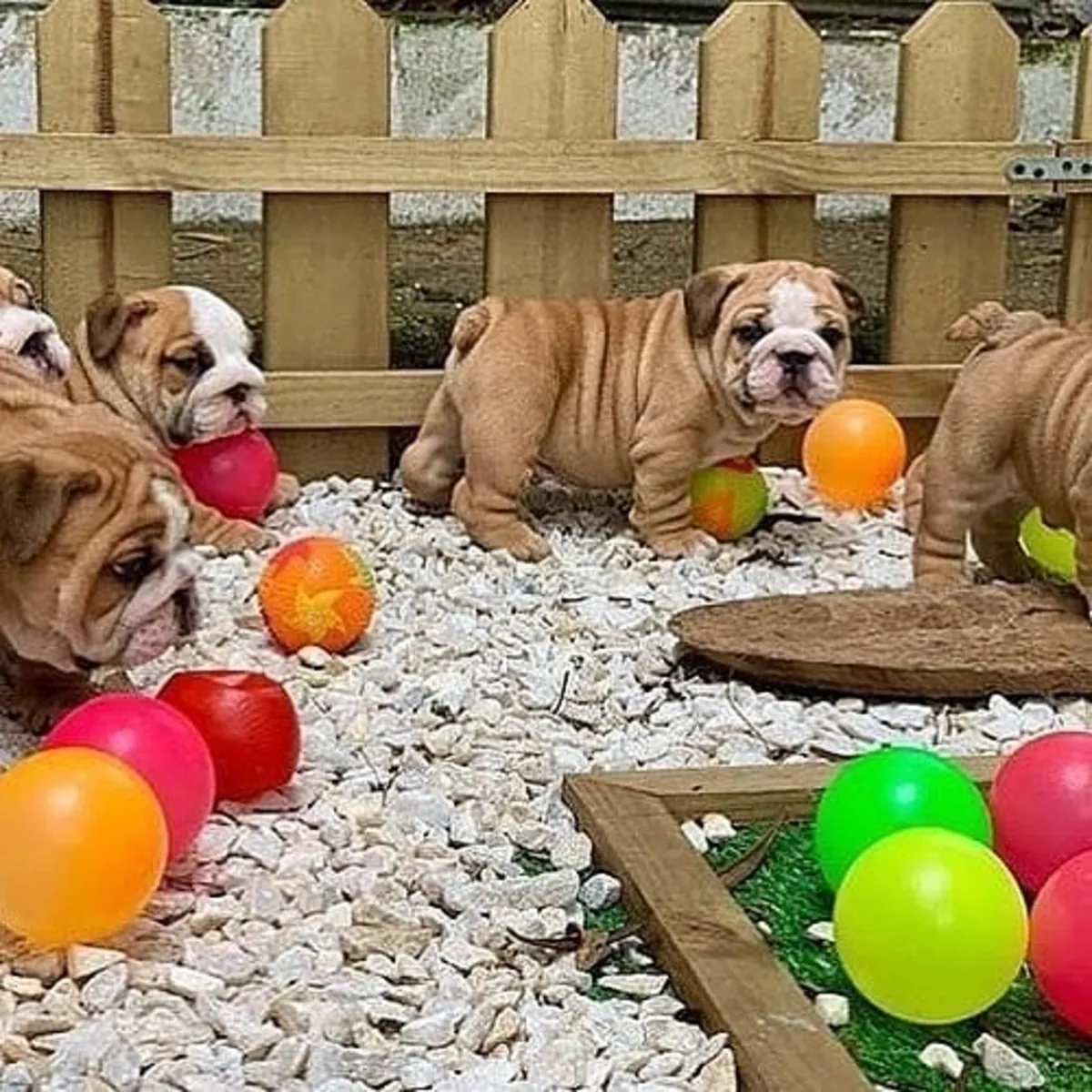 Bouledogues anglais à adopter. Contactez-nous par WhatsApp pour plus d'informations : +27848239748