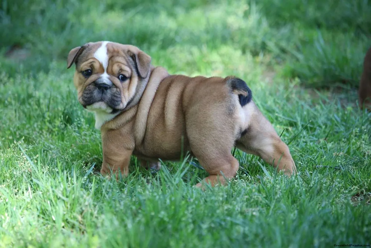 Bouledogues anglais à adopter. Contactez-nous par WhatsApp pour plus d'informations : +27848239748