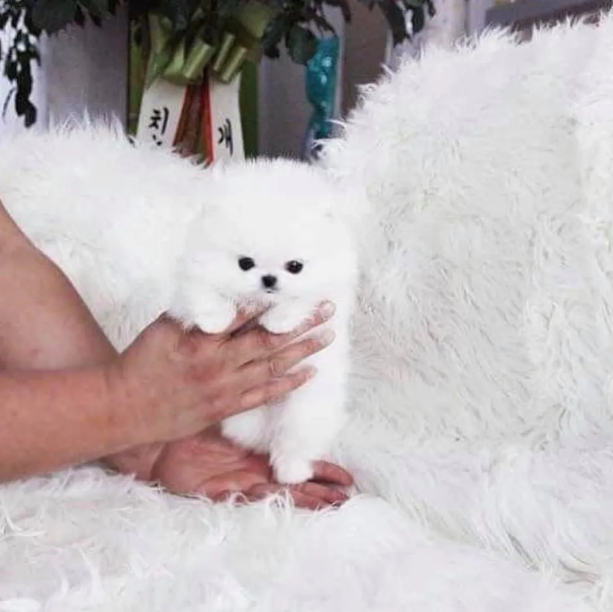 Dos preciosos cachorros Pomerania de copa T. Contáctanos por WhatsApp para más información: +27848239748