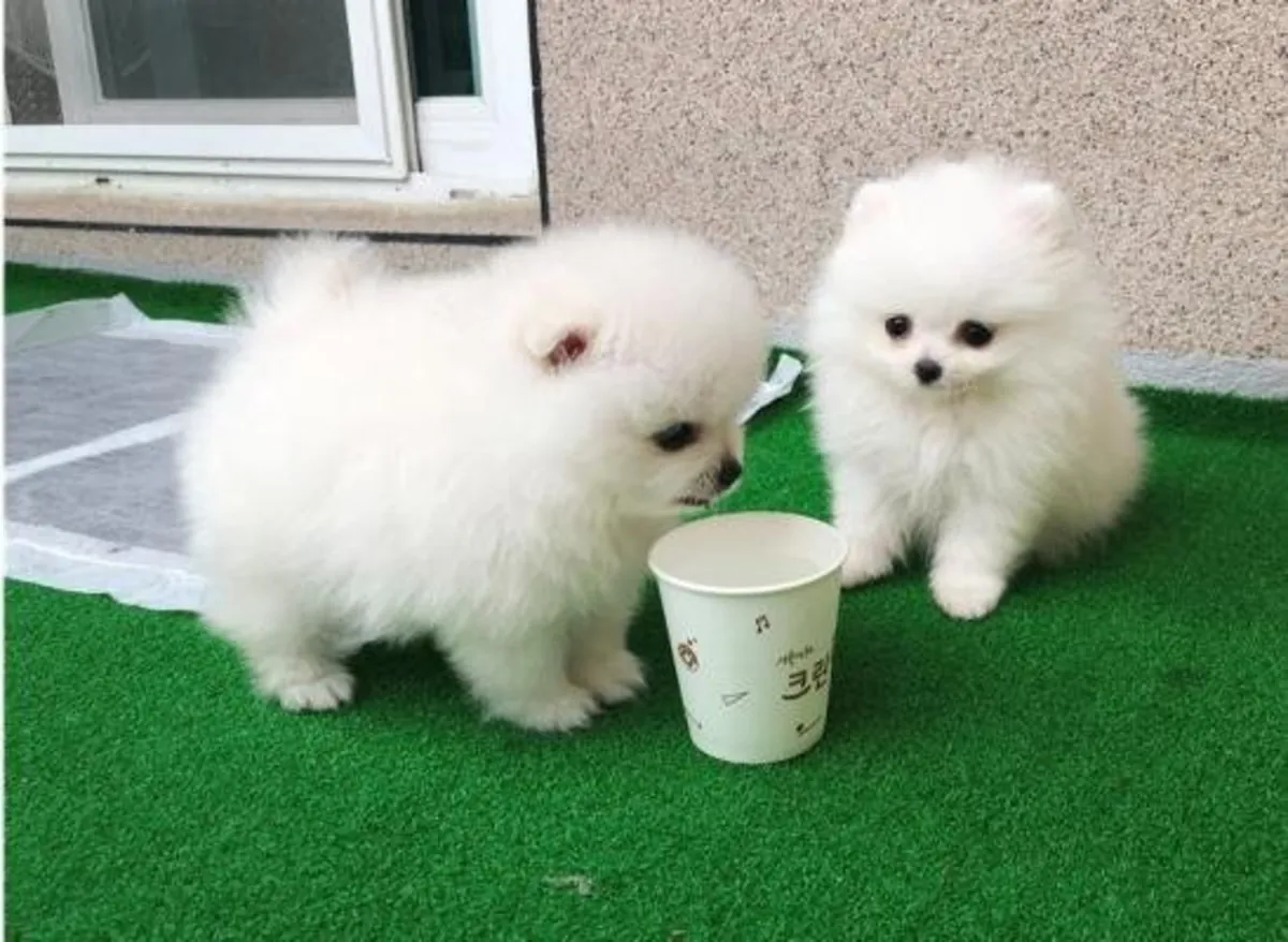 Dos preciosos cachorros Pomerania de copa T. Contáctanos por WhatsApp para más información: +27848239748