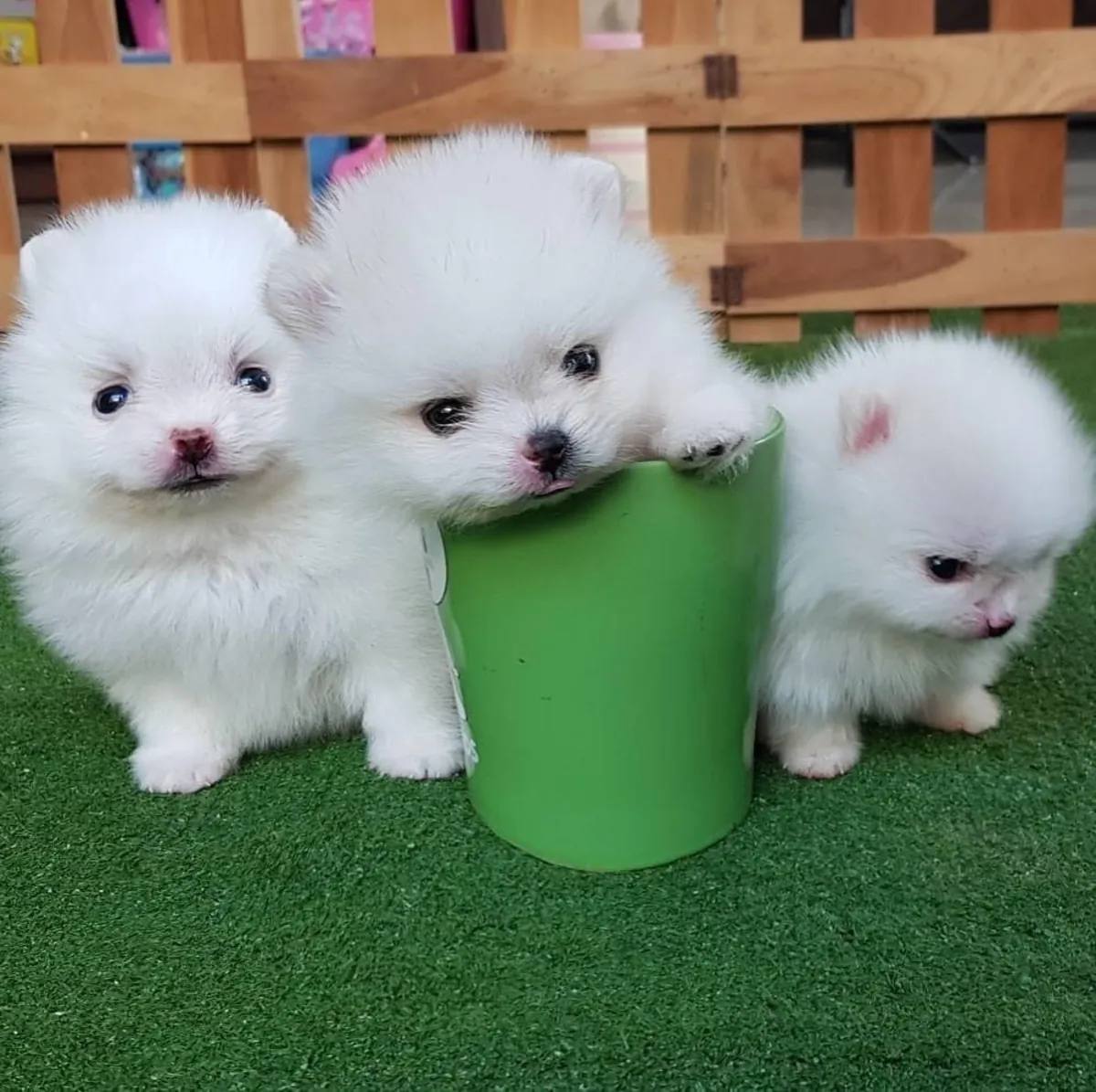 Dos preciosos cachorros Pomerania de copa T. Contáctanos por WhatsApp para más información: +27848239748