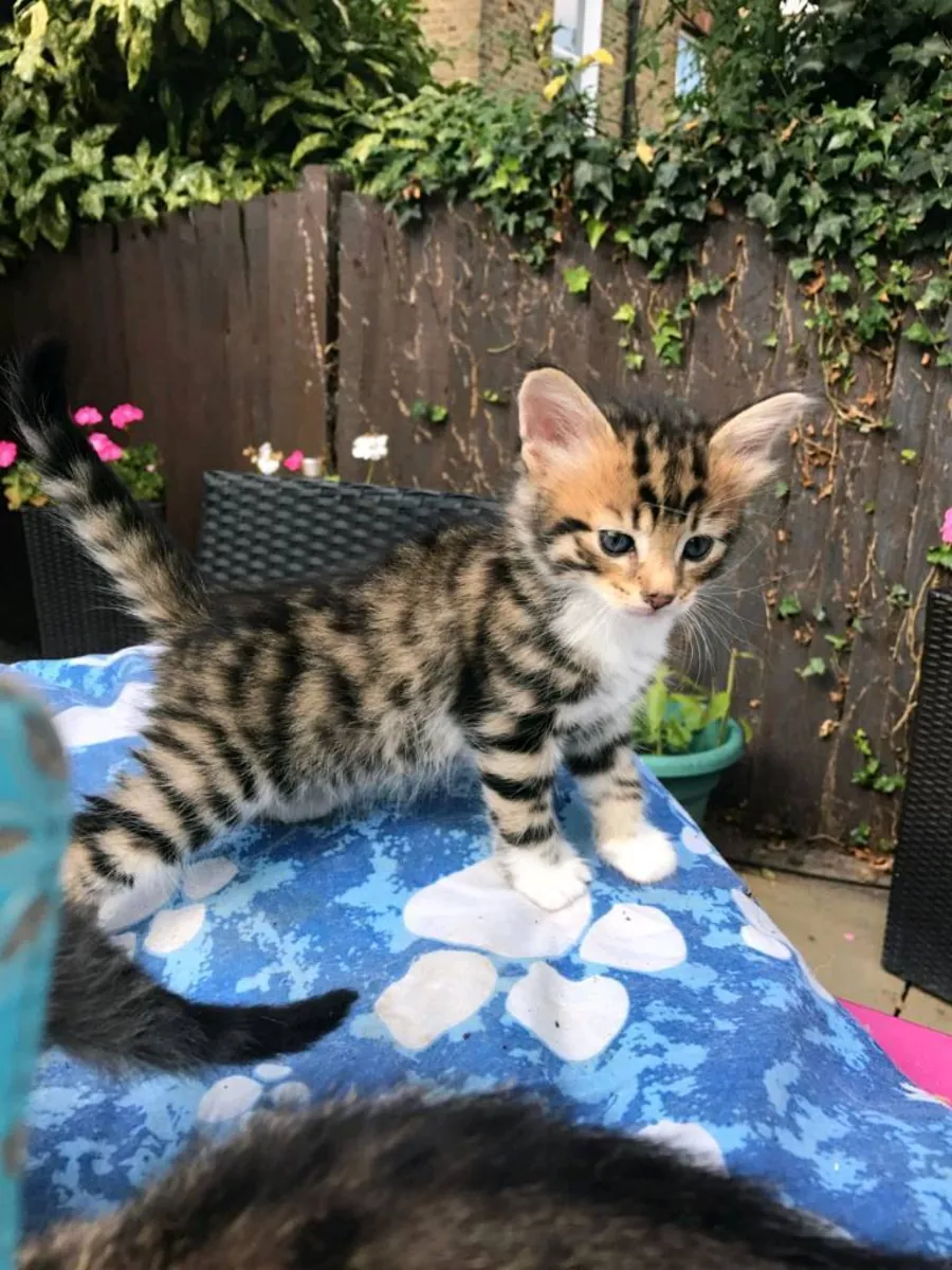 Adorables chatons du Bengale disponibles. Contactez-nous par WhatsApp pour plus d'informations : +27848239748