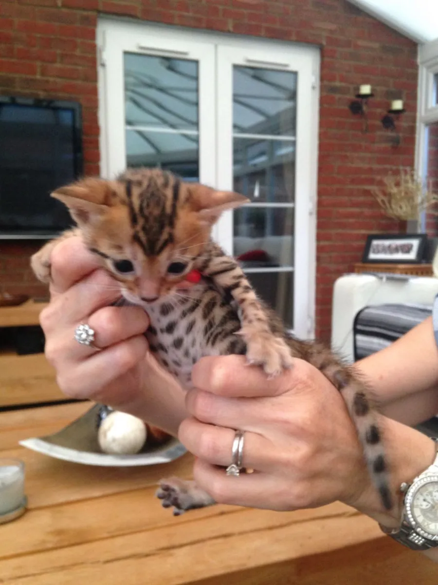 Adorables chatons du Bengale disponibles. Contactez-nous par WhatsApp pour plus d'informations : +27848239748