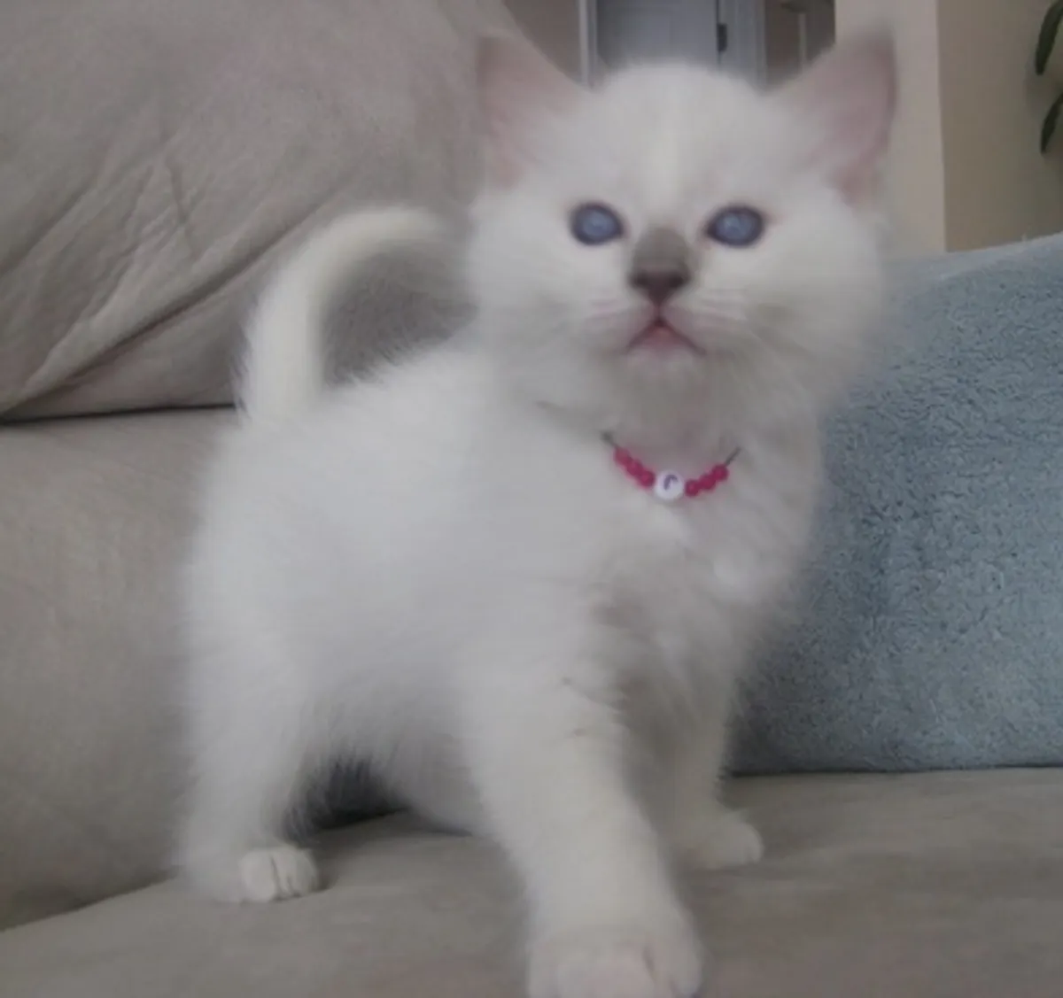 Chatons Ragdoll élevés en famille. Contactez-nous par WhatsApp pour plus d'informations : +27848239748