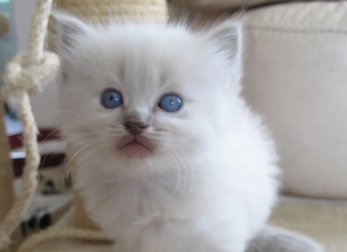 Chatons Ragdoll élevés en famille. Contactez-nous par WhatsApp pour plus d'informations : +27848239748