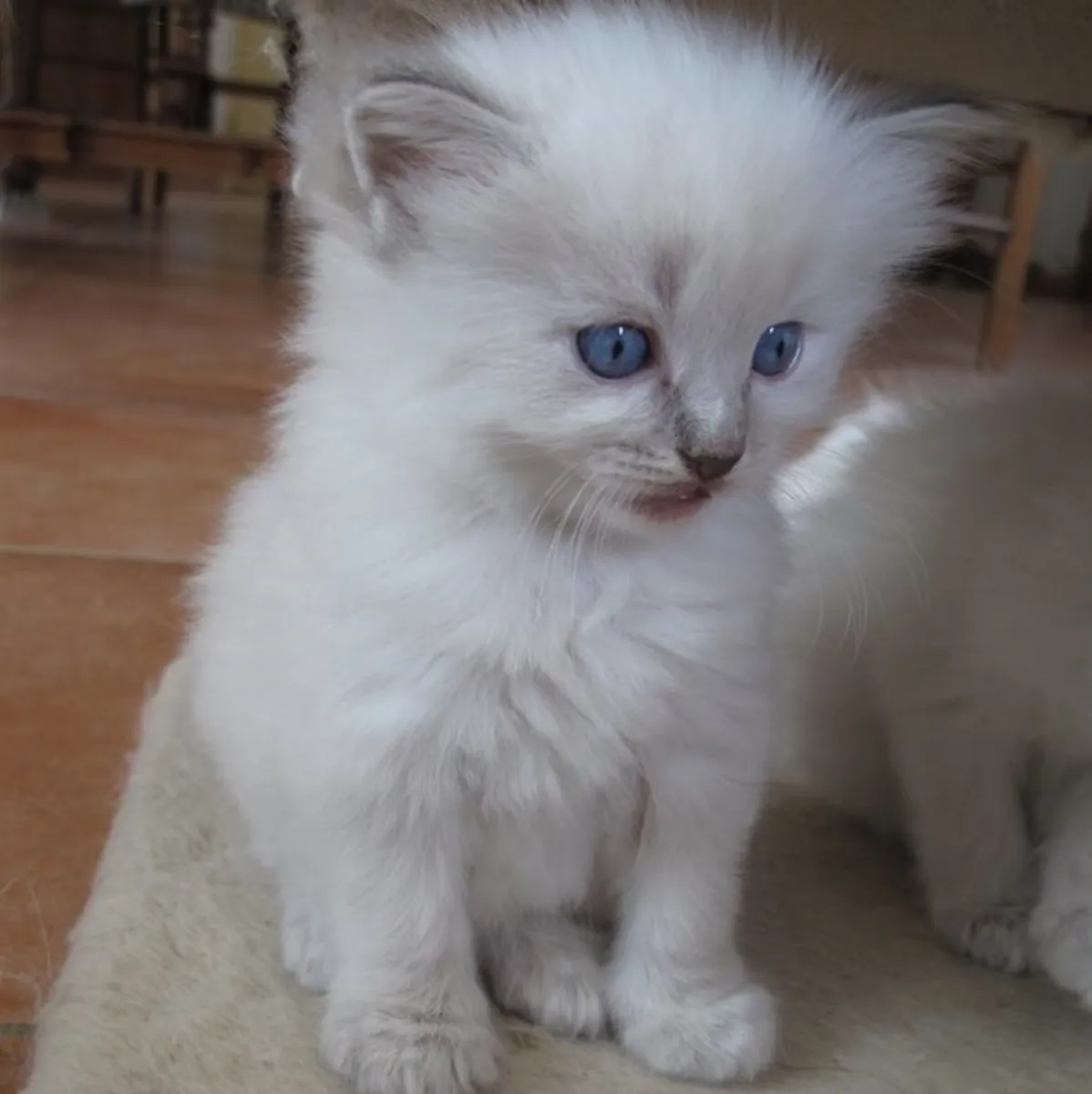 Chatons Ragdoll élevés en famille. Contactez-nous par WhatsApp pour plus d'informations : +27848239748