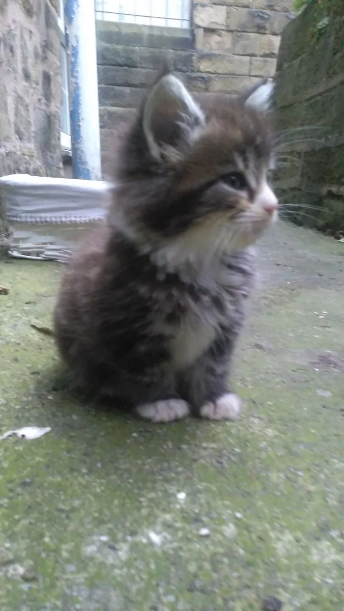 Chatons Maine Coon à vendre. Contactez-nous par WhatsApp pour plus d'informations : +27848239748