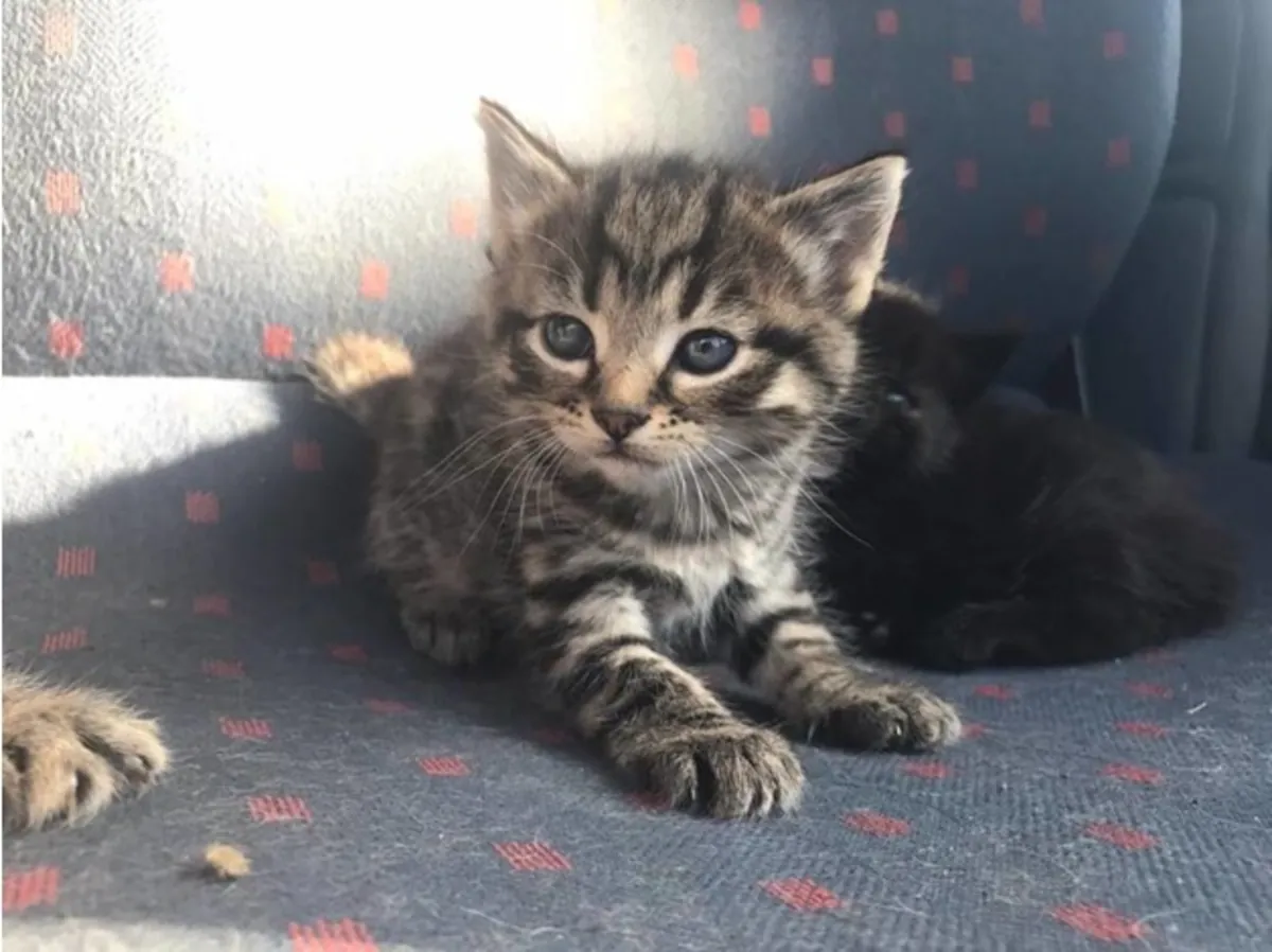 Chatons Maine Coon à vendre. Contactez-nous par WhatsApp pour plus d'informations : +27848239748