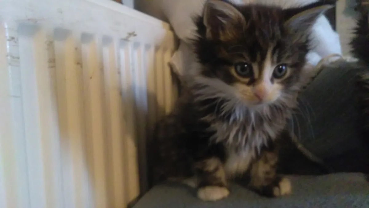 Chatons Maine Coon à vendre. Contactez-nous par WhatsApp pour plus d'informations : +27848239748