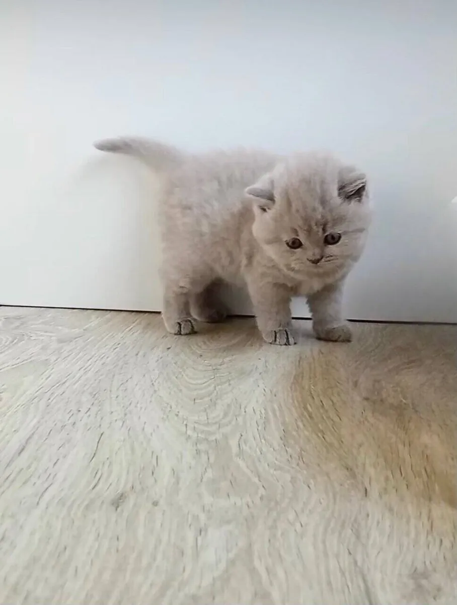 İngiliz Shorthair cinsi yavru kediler (erkek ve dişi) ömür boyu yuva arıyorlar.