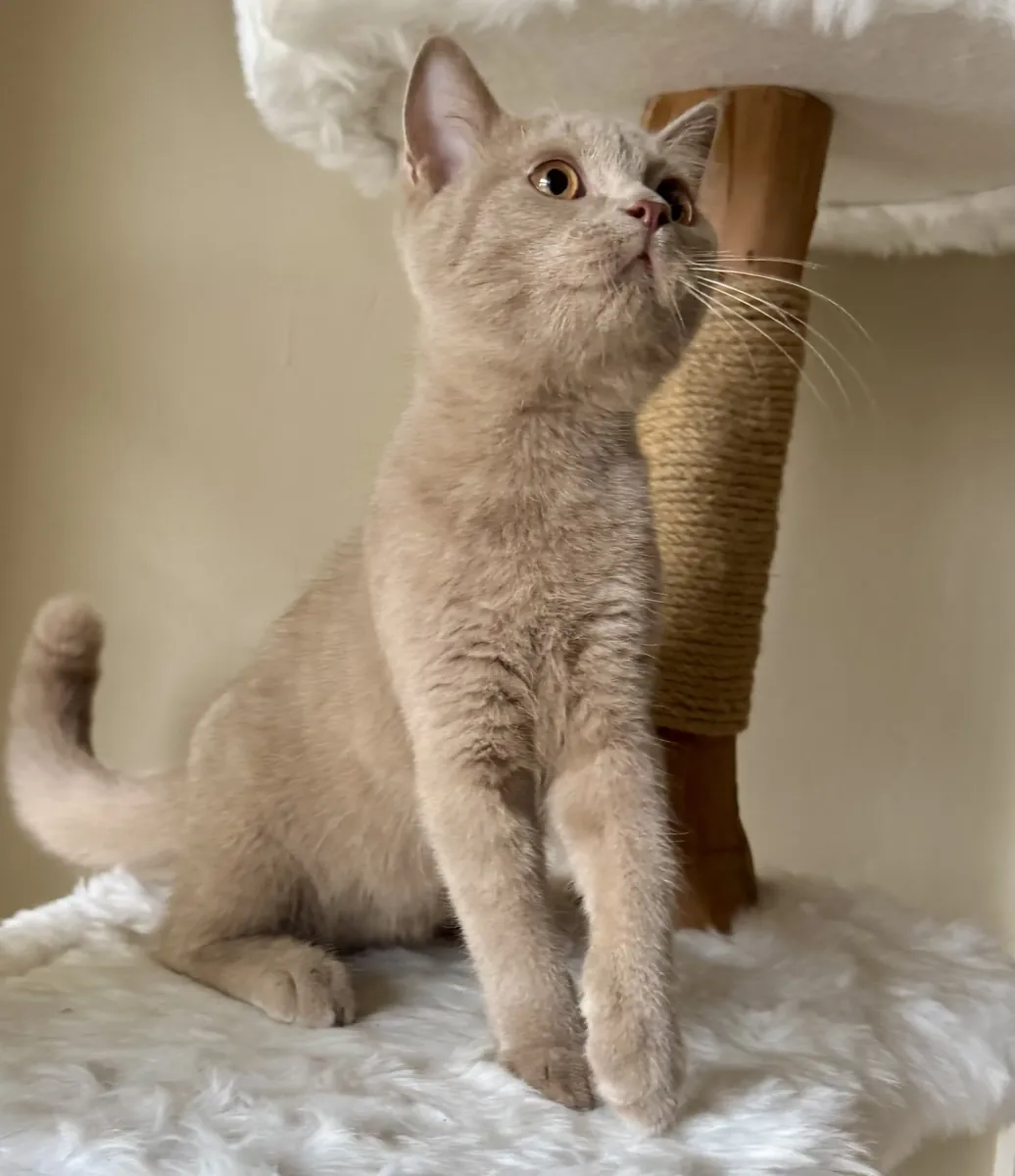 Chatons British Shorthair à adopter (mâles et femelles)