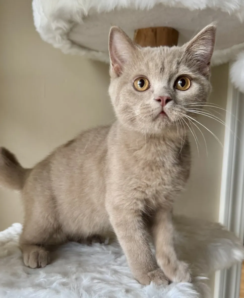 Котята британской короткошерстной породы ищут хороший дом.