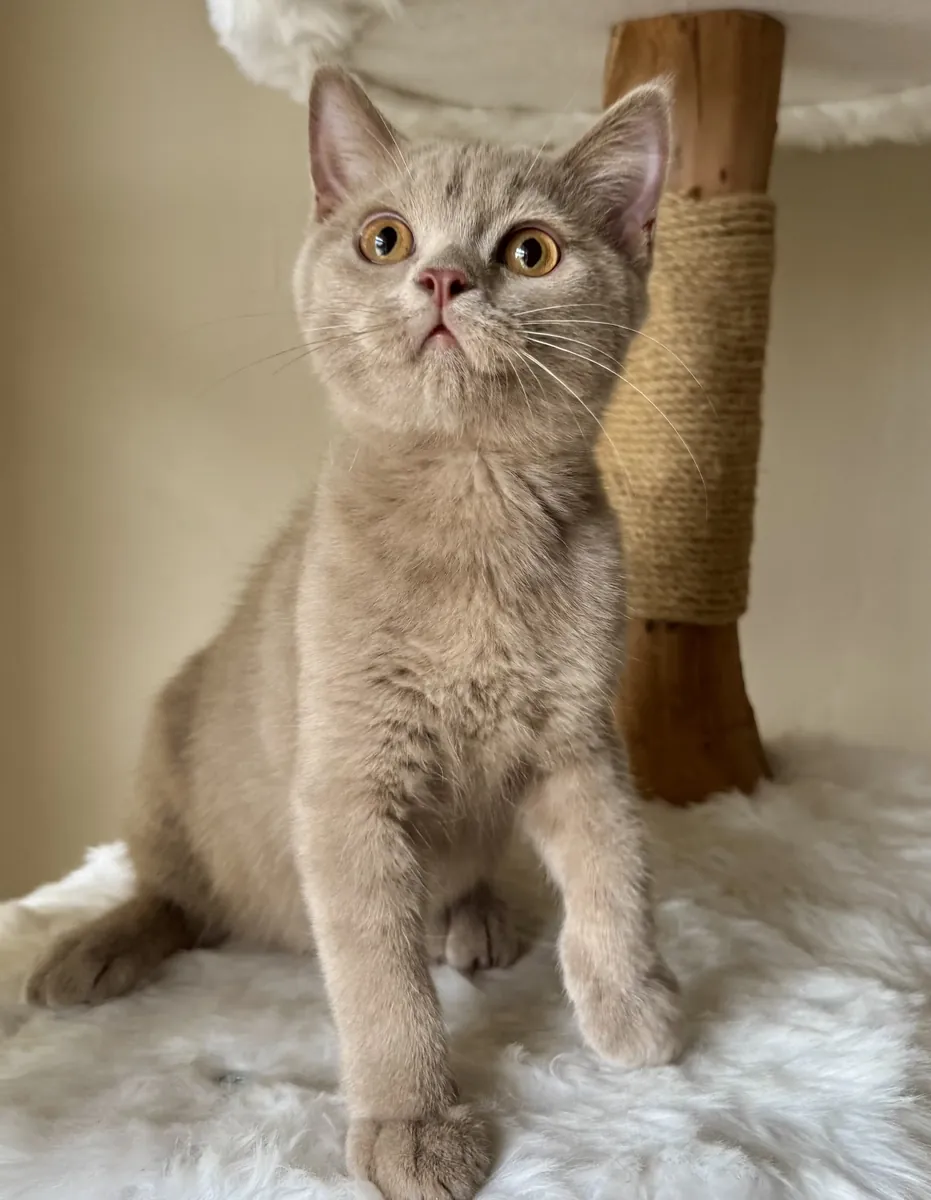英国短毛猫幼崽，公母都有，可供领养