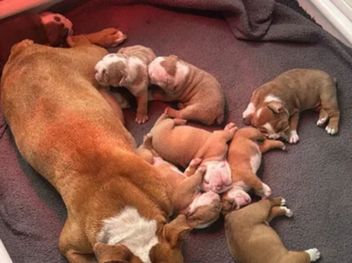 Adorables cachorros de Bulldog Inglés adopcion 