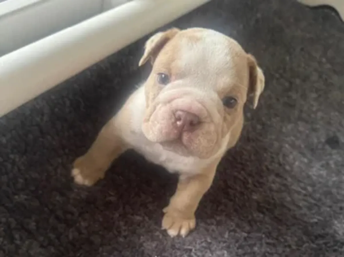 Adorables cachorros de Bulldog Inglés adopcion 