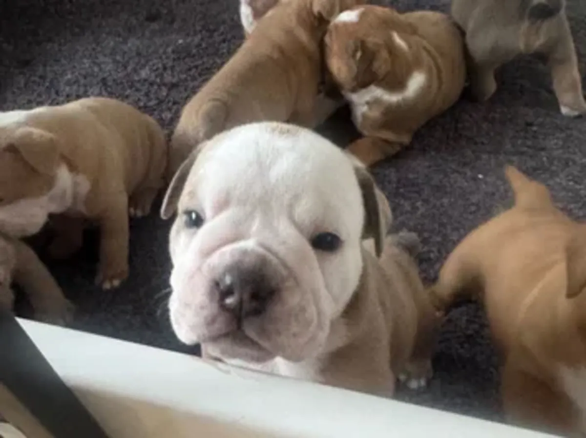 Adorables cachorros de Bulldog Inglés adopcion 