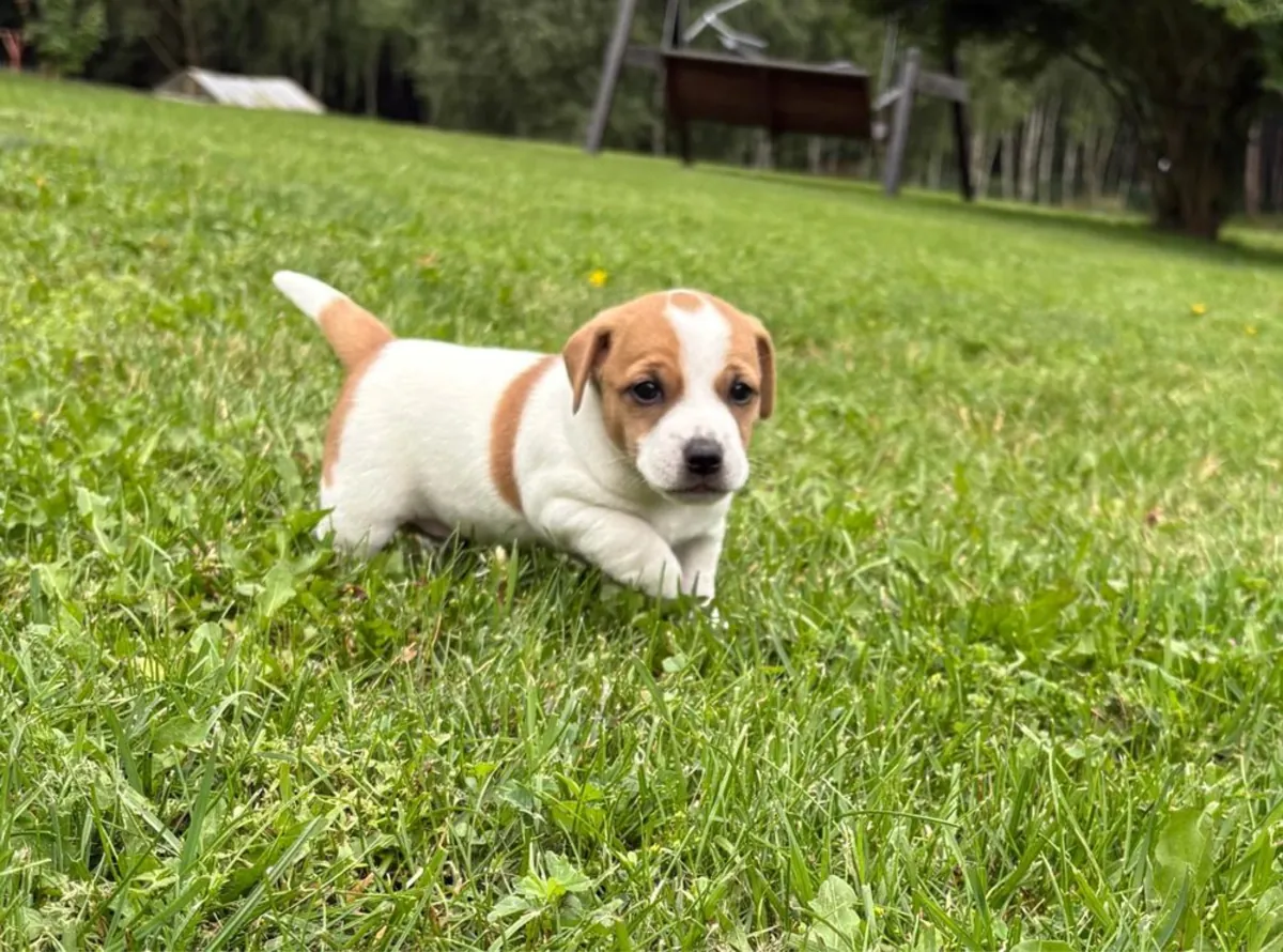 Purebred Jack Russell Available 