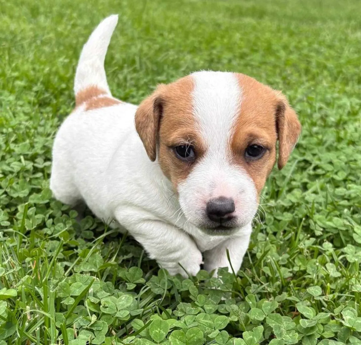 Purebred Jack Russell Available 