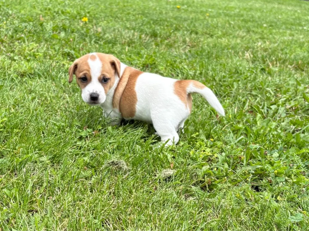 Adorable Jack Russell Available 
