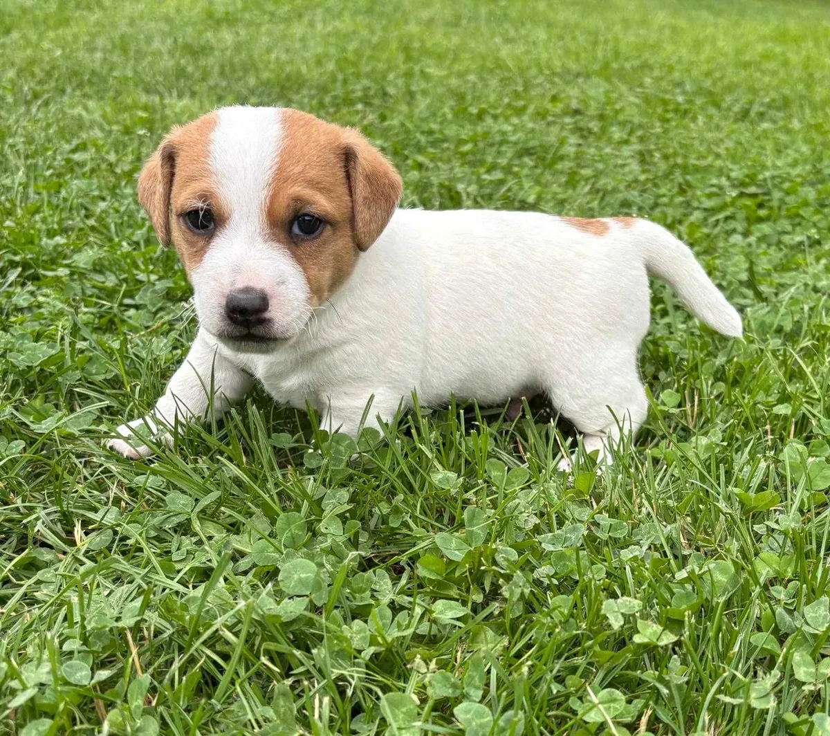 Adorable Jack Russell Available 