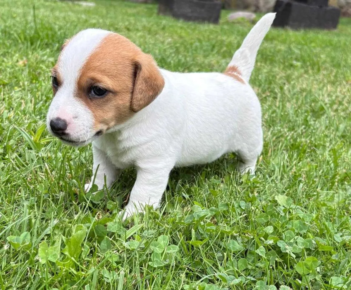 令人惊艳的杰克罗素梗犬
