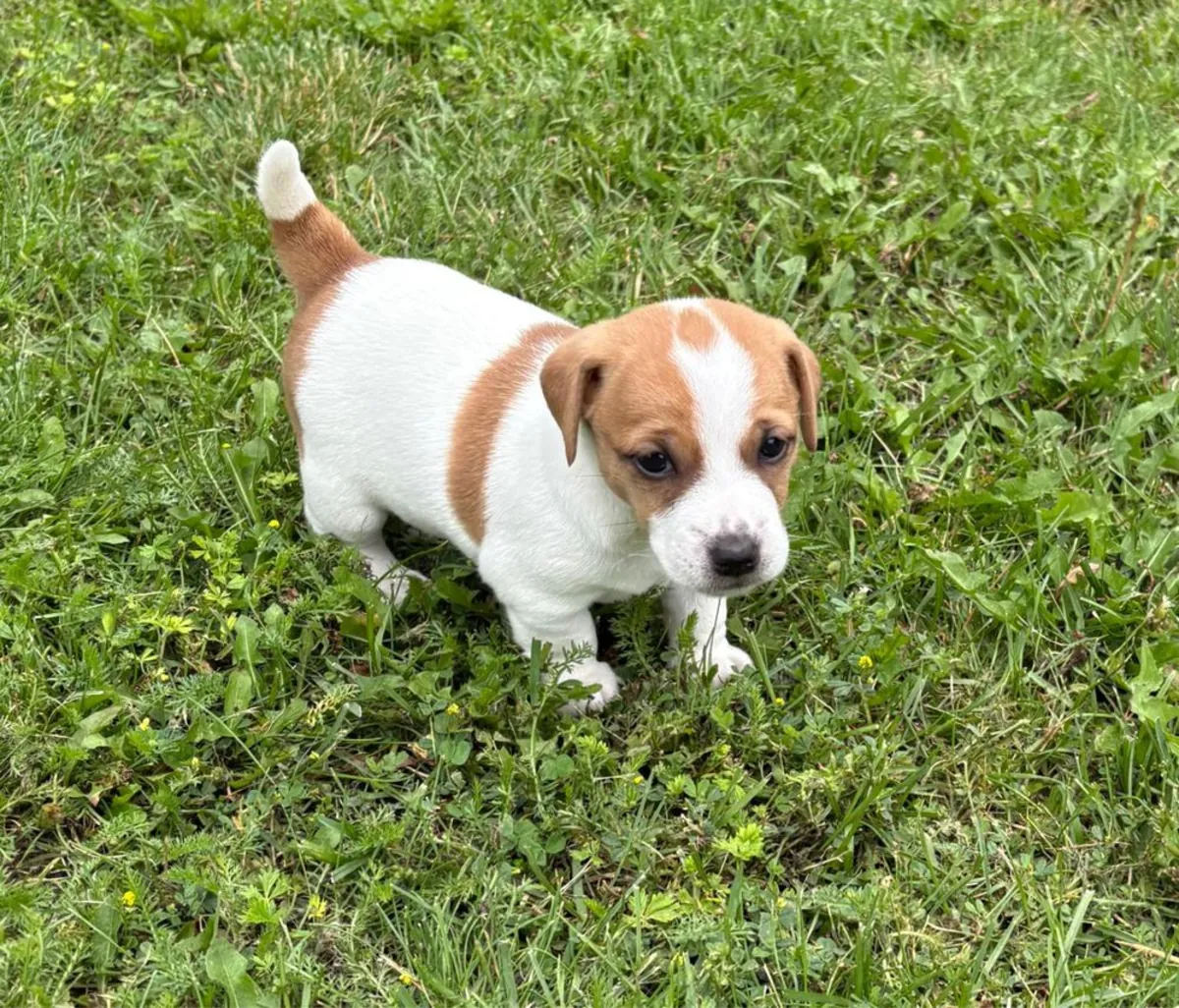 甜杰克罗素犬