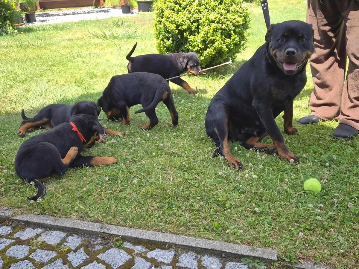 Chiots Rottweiler en bonne santé disponibles